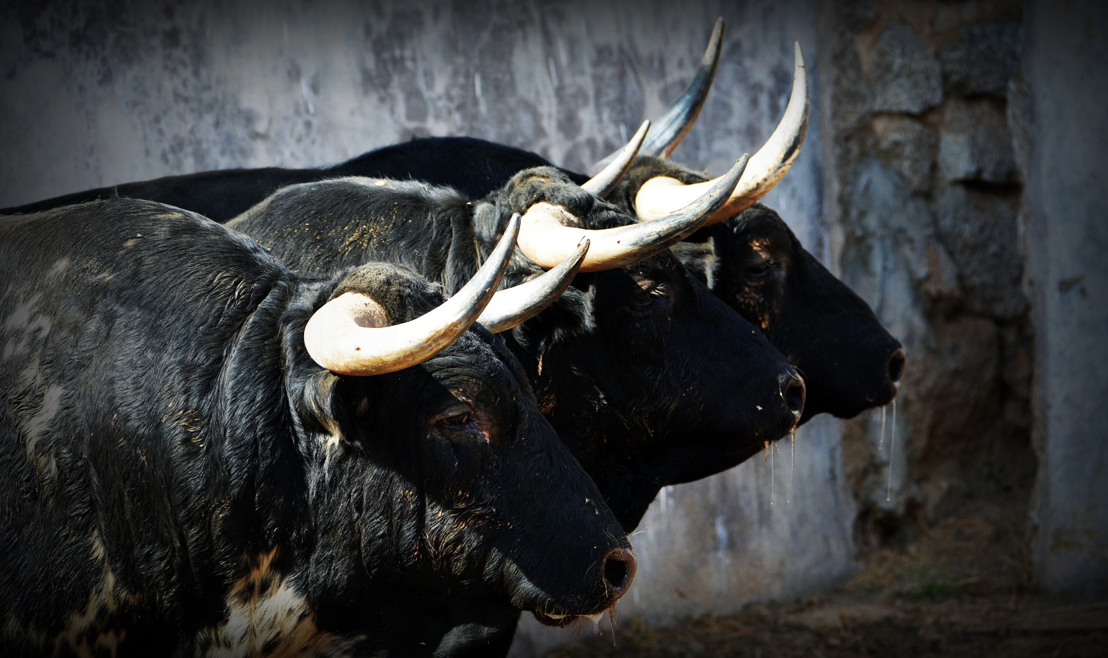 Sorteo, Colmenar Viejo 26 de agosto de 2018