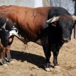 Sorteo, Colmenar Viejo 26 de agosto de 2018