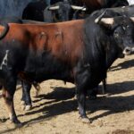 Sorteo, Colmenar Viejo 26 de agosto de 2018