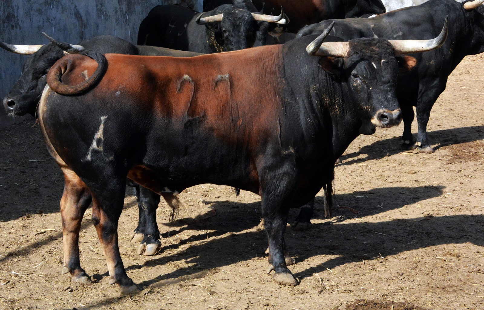 Sorteo, Colmenar Viejo 26 de agosto de 2018