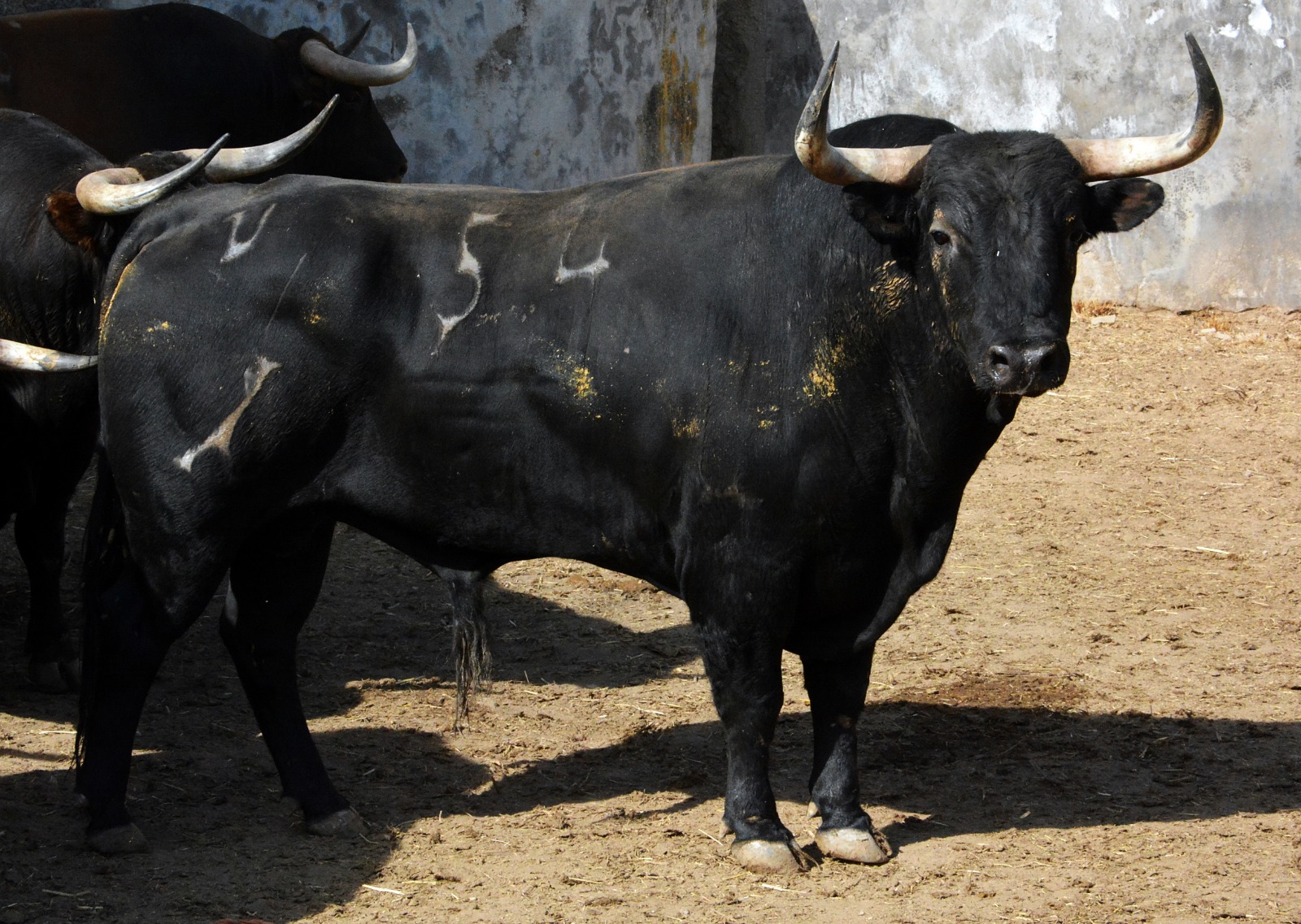 Sorteo, Colmenar Viejo 26 de agosto de 2018