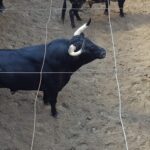 Toros de Virgen María para el 11 de agosto de 2018 en Pontevedra