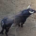 Toros de Virgen María para el 11 de agosto de 2018 en Pontevedra