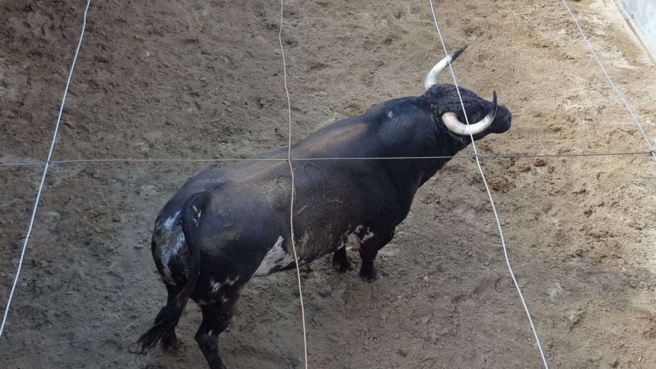 Toros de Virgen María para el 11 de agosto de 2018 en Pontevedra