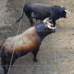Toros de Virgen María para el 11 de agosto de 2018 en Pontevedra