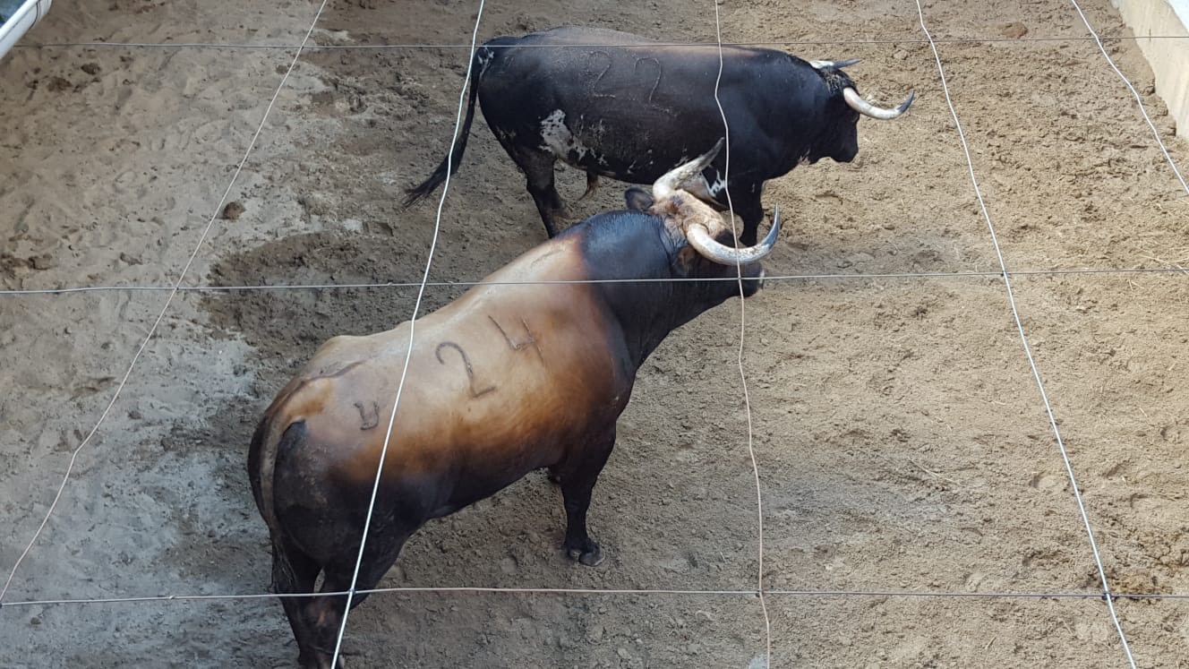 Toros de Virgen María para el 11 de agosto de 2018 en Pontevedra