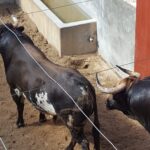 Toros de Virgen María para el 11 de agosto de 2018 en Pontevedra