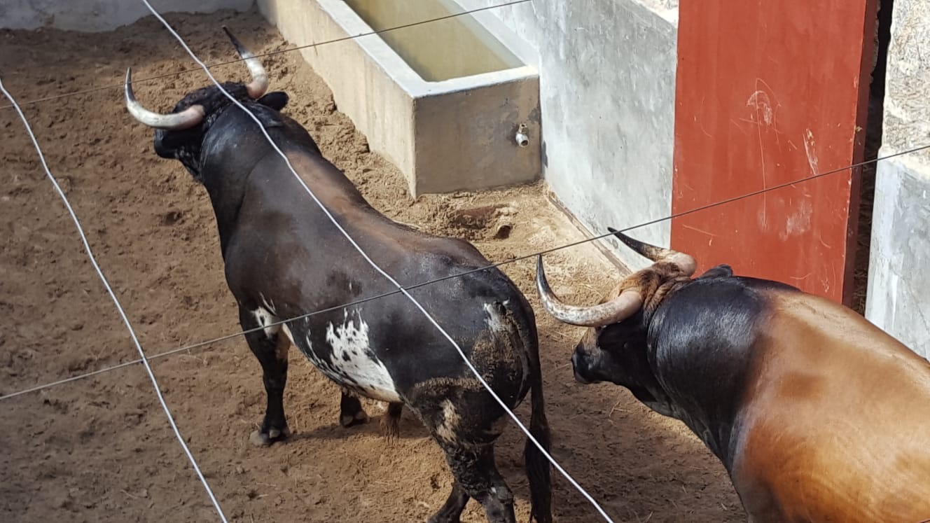 Toros de Virgen María para el 11 de agosto de 2018 en Pontevedra