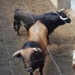 Toros de Virgen María para el 11 de agosto de 2018 en Pontevedra