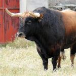 Mimizan (Francia) - Encierro de Loreto Charro - Festejos del 18 de agosto de 2018