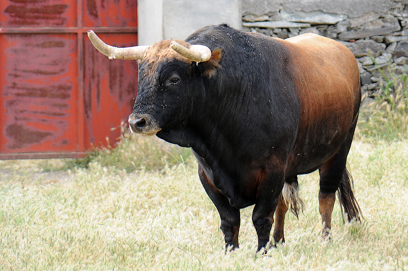 Mimizan (Francia) - Encierro de Loreto Charro - Festejos del 18 de agosto de 2018