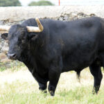 Mimizan (Francia) - Encierro de Loreto Charro - Festejos del 18 de agosto de 2018