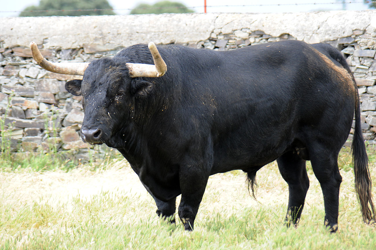 Mimizan (Francia) - Encierro de Loreto Charro - Festejos del 18 de agosto de 2018