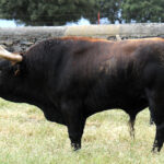 Mimizan (Francia) - Encierro de Loreto Charro - Festejos del 18 de agosto de 2018
