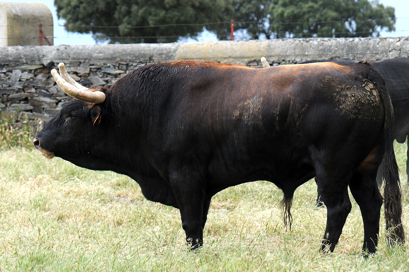 Mimizan (Francia) - Encierro de Loreto Charro - Festejos del 18 de agosto de 2018