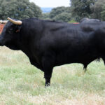 Mimizan (Francia) - Encierro de Loreto Charro - Festejos del 18 de agosto de 2018