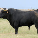 Mimizan (Francia) - Encierro de Loreto Charro - Festejos del 18 de agosto de 2018