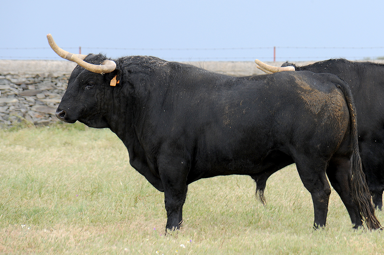 Mimizan (Francia) - Encierro de Loreto Charro - Festejos del 18 de agosto de 2018