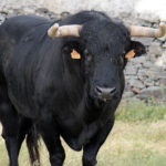 Mimizan (Francia) - Encierro de Loreto Charro - Festejos del 18 de agosto de 2018