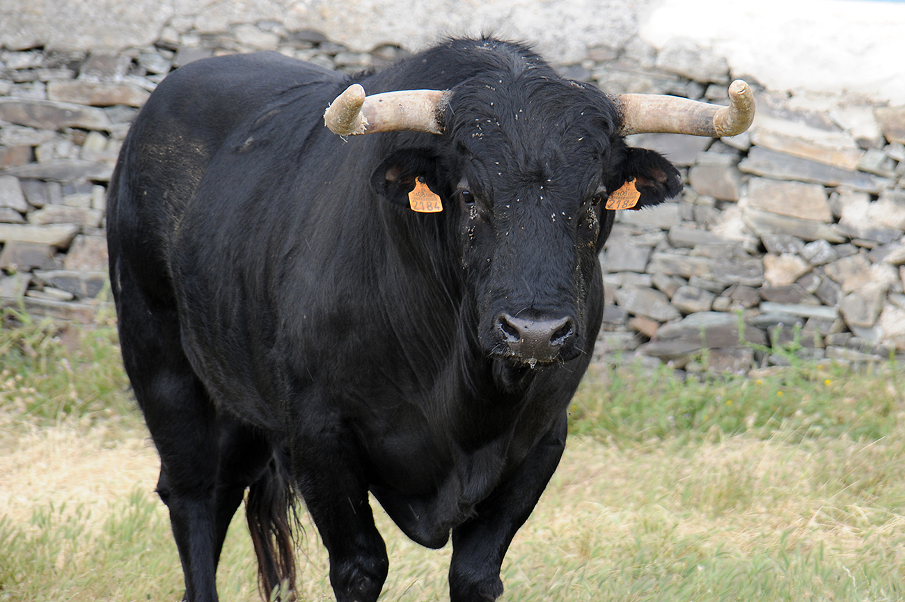 Mimizan (Francia) - Encierro de Loreto Charro - Festejos del 18 de agosto de 2018