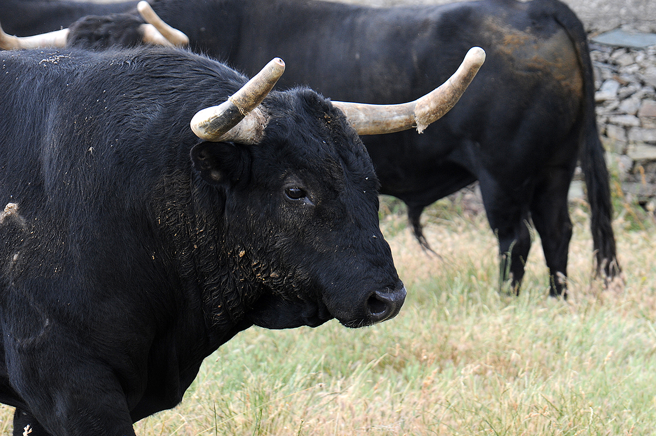 Mimizan (Francia) - Encierro de Loreto Charro - Festejos del 18 de agosto de 2018