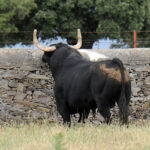 Mimizan (Francia) - Encierro de Loreto Charro - Festejos del 18 de agosto de 2018