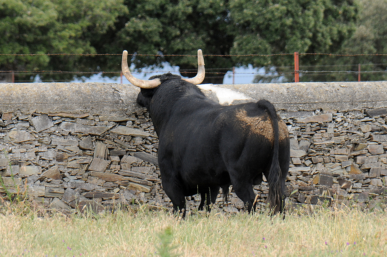 Mimizan (Francia) - Encierro de Loreto Charro - Festejos del 18 de agosto de 2018