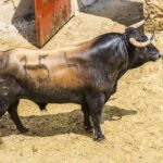 Sorteo, Cuenca 19 de agosto de 2018