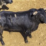 Sorteo, Cuenca 18 de agosto de 2018