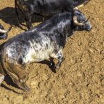 Sorteo, Cuenca 18 de agosto de 2018