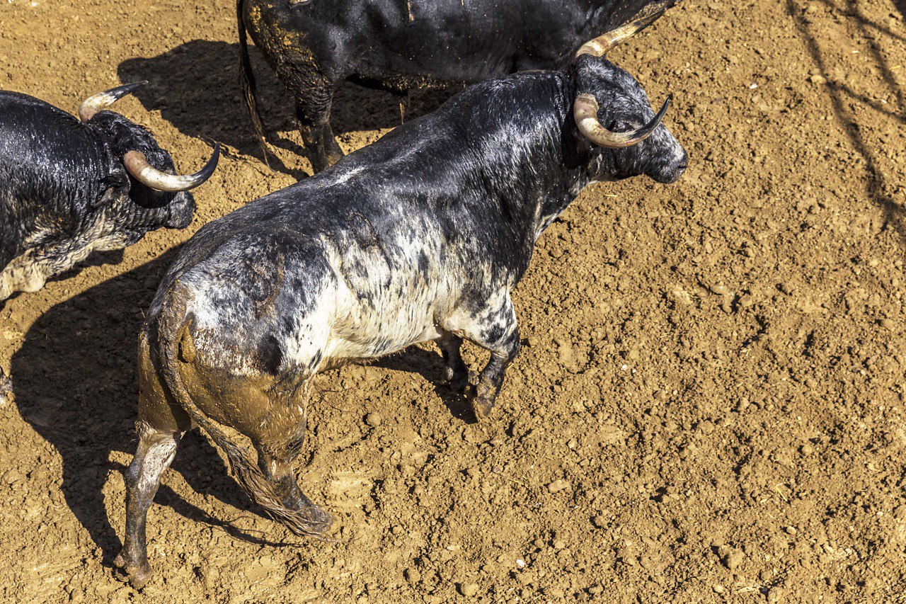 Sorteo, Cuenca 18 de agosto de 2018