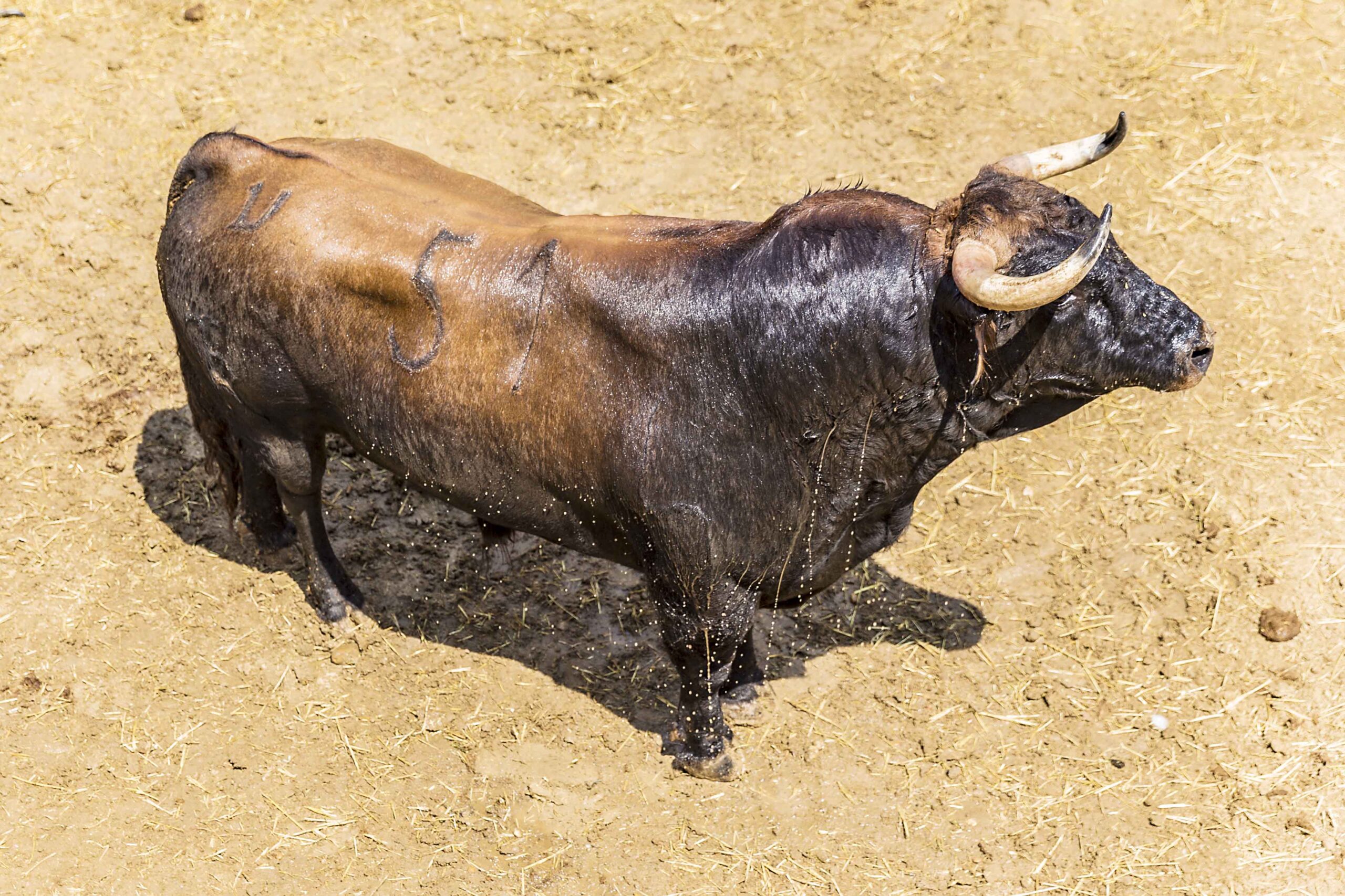Sorteo, Cuenca 19 de agosto de 2018