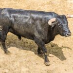 Sorteo, Cuenca 19 de agosto de 2018