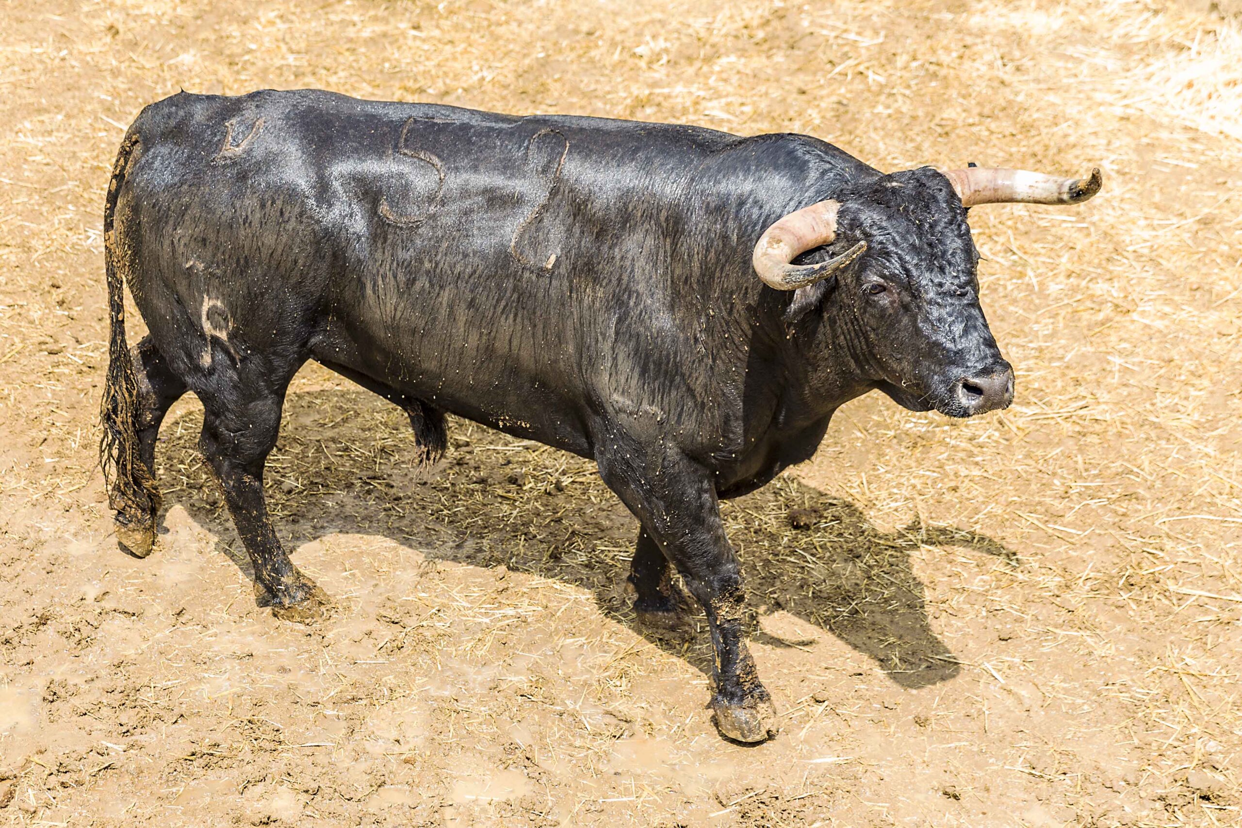 Sorteo, Cuenca 19 de agosto de 2018