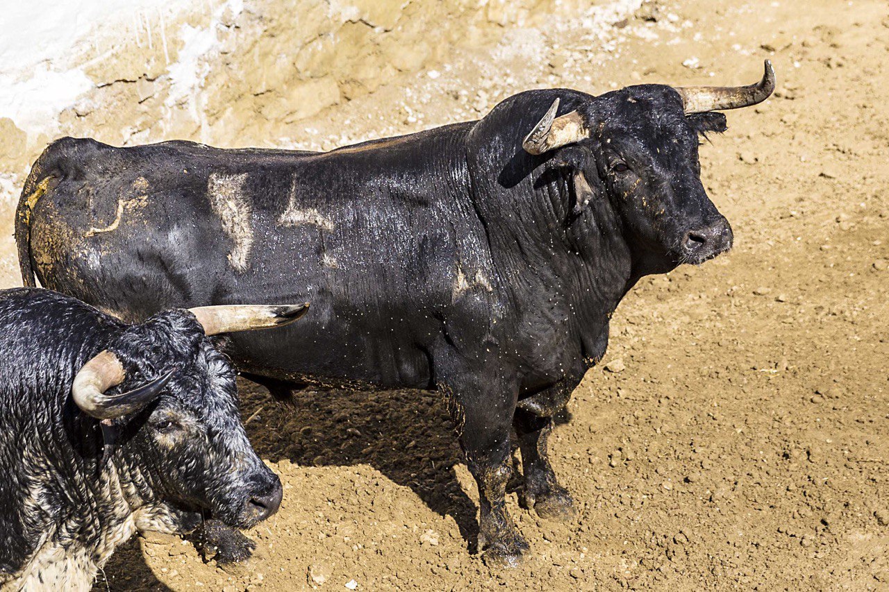 Sorteo, Cuenca 18 de agosto de 2018