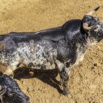 Sorteo, Cuenca 18 de agosto de 2018