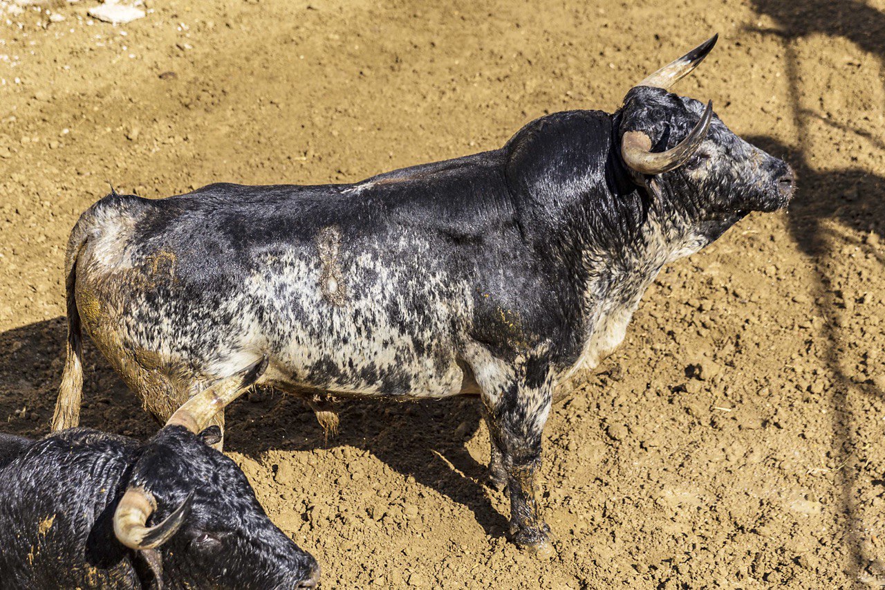 Sorteo, Cuenca 18 de agosto de 2018