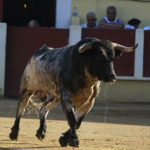 Parentis-en-Born (Francia) - Novillada picada - Domingo 5 de agosto de 2018