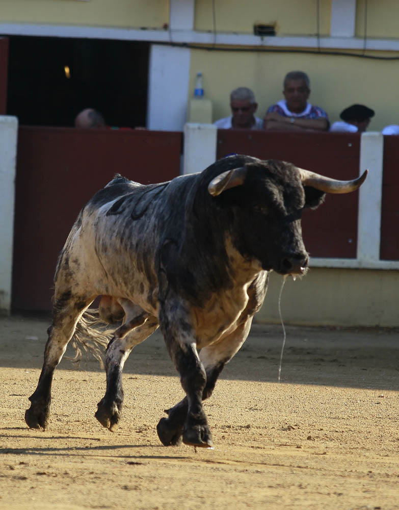 Parentis-en-Born (Francia) - Novillada picada - Domingo 5 de agosto de 2018