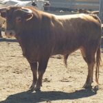 Novillos de Zacarías Moreno para Gijón, en el campo