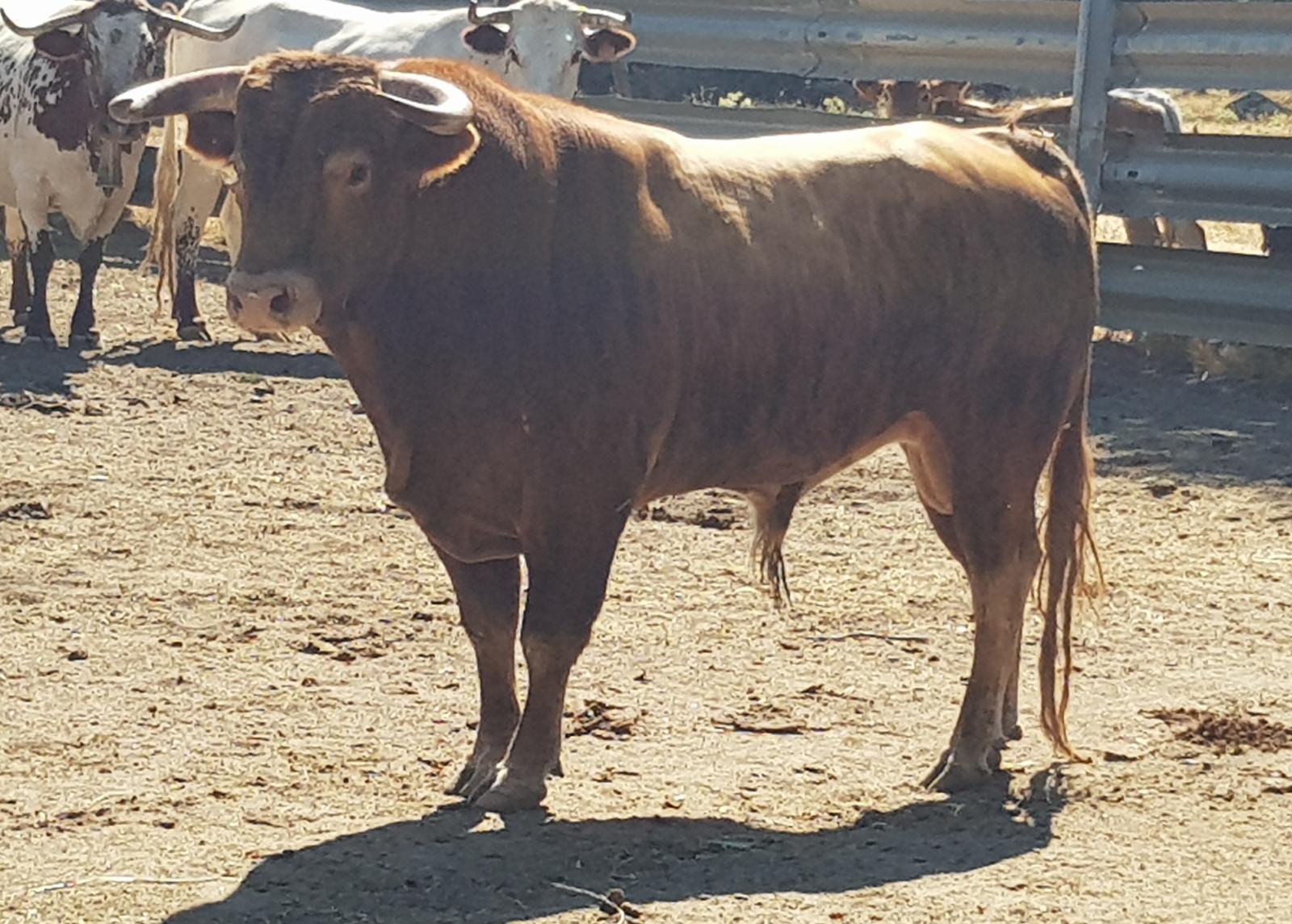 Novillos de Zacarías Moreno para Gijón, en el campo