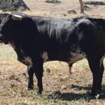 Novillos de Zacarías Moreno para Gijón, en el campo