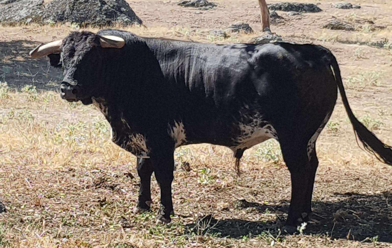 Novillos de Zacarías Moreno para Gijón, en el campo