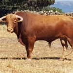 Novillos de Zacarías Moreno para Gijón, en el campo