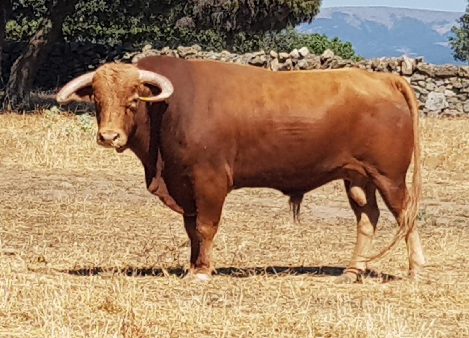 Novillos de Zacarías Moreno para Gijón, en el campo