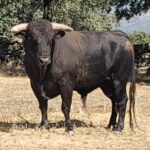 Novillos de Zacarías Moreno para Gijón, en el campo