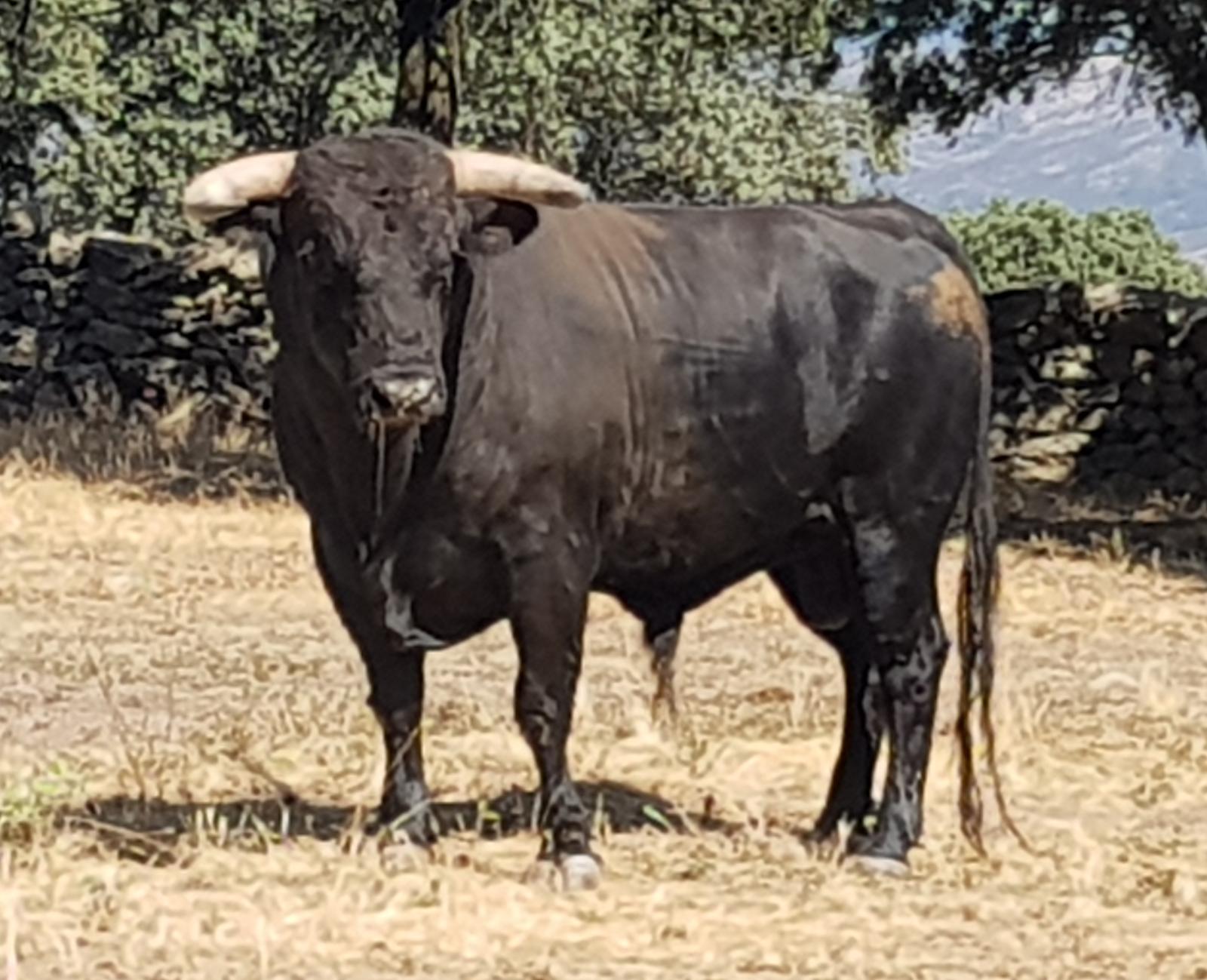 Novillos de Zacarías Moreno para Gijón, en el campo