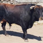 Novillos de Zacarías Moreno para Gijón, en el campo