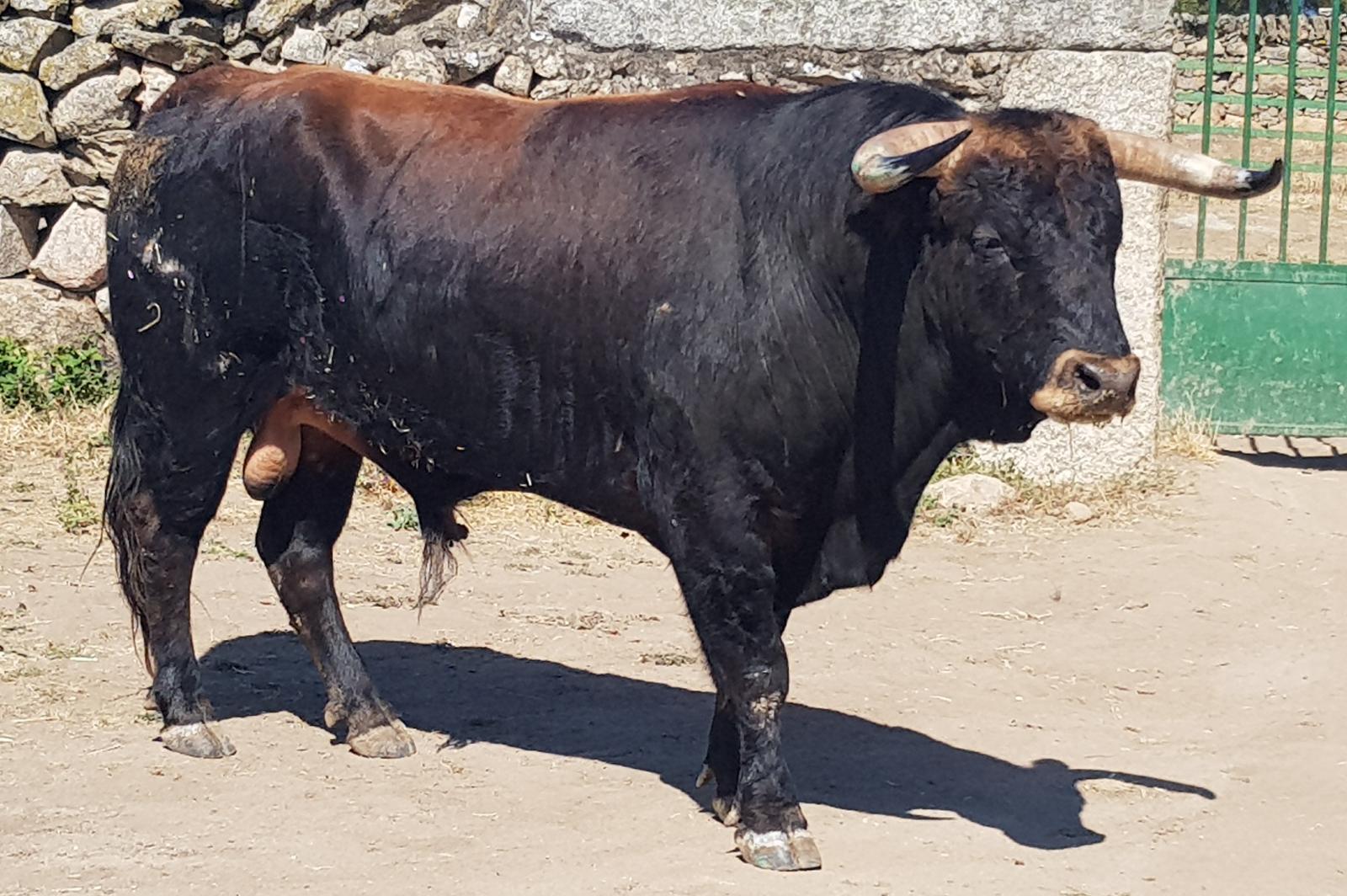 Novillos de Zacarías Moreno para Gijón, en el campo