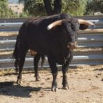 Novillos de Zacarías Moreno para Gijón, en el campo